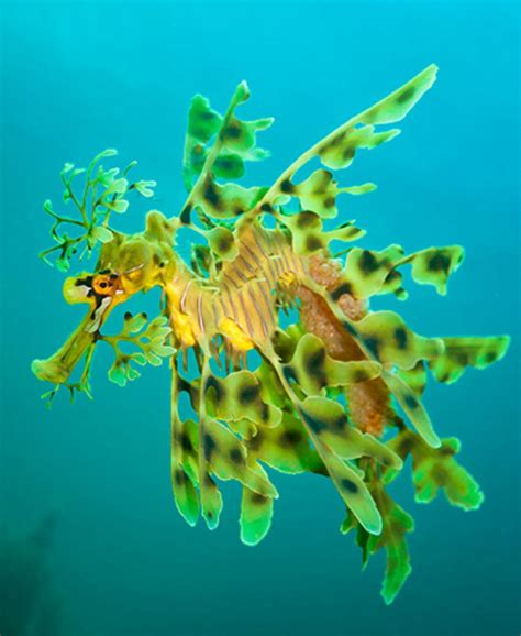 Dollzis: Leafy Sea Dragon Defense