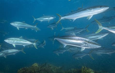 Yellowtail Kingfish Great Southern Reef