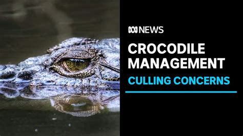 NT Government Releases 10 Year Crocodile Management Plan ABC News