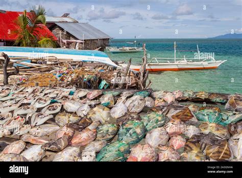 Philippines, Palawan, Roxas, Johnson Island, fishes drying Stock Photo - Alamy