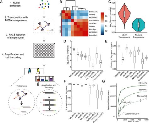 Highly Sensitive Single Cell Chromatin Accessibility Assay And