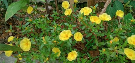 Nature Photography Yellow Portulaca Flowers 24791544 Stock Photo At