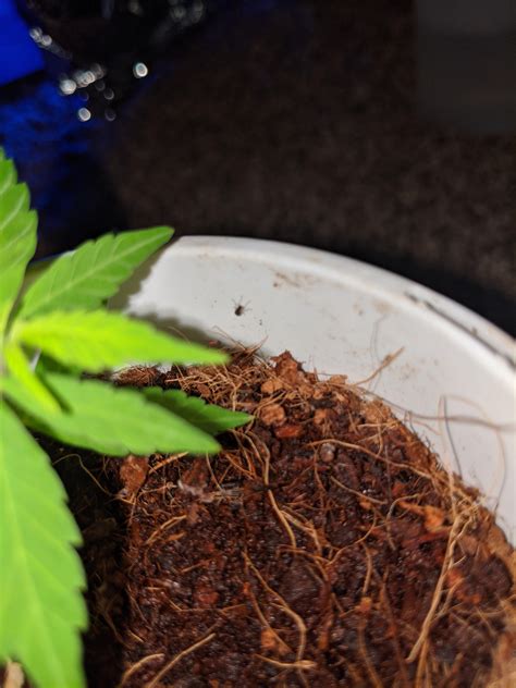 What is this little flying bug? There have been several I've found