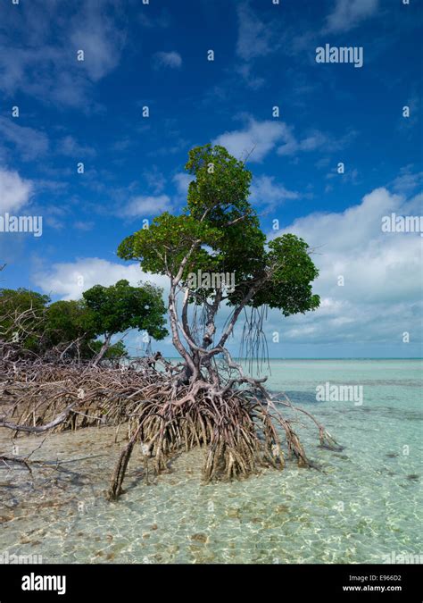 Florida Keys Mangroven Fotos Und Bildmaterial In Hoher Aufl Sung Alamy