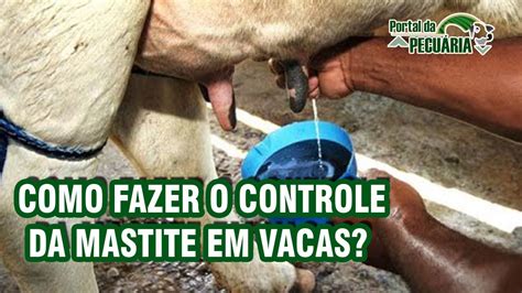 Como Fazer O Controle Da Mastite Em Vacas YouTube