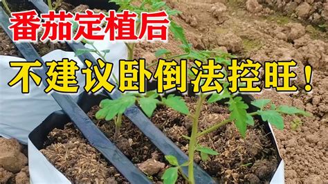 番茄定植后，为啥不建议卧倒法控旺？与根系生长有关【付老师种植技术团队官方频道】 Youtube