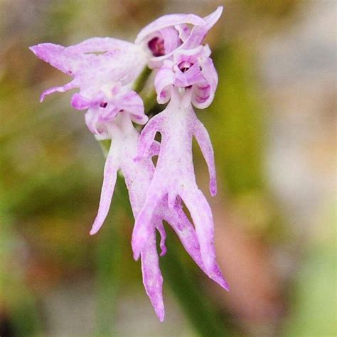 Rare Naked Man Orchid Italian Orchid Orchis Italica Seeds 100pcs Unique Showy Blooms Heirloom