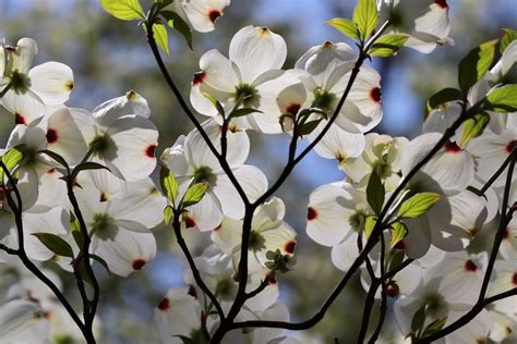 The Best Dogwood Trees for Your Yard: A Gardener's Guide - Tips Tree ...