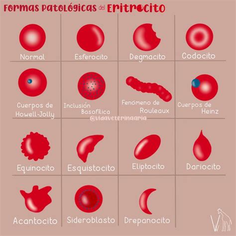 Eritrocitos | Eritrocitos, Hematología, Examenes de laboratorio