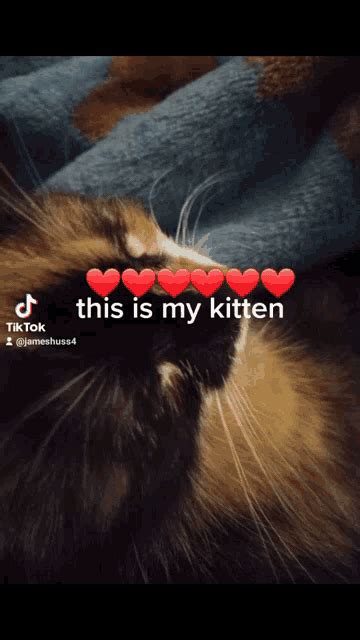 Cute Kitten  Cute Kitten Discover And Share S