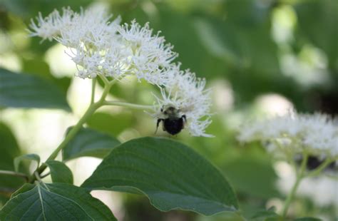 Bumblebee workers and a special queen – The Corner Pollinator Garden
