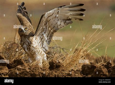 Short Toed Snake Eagle Circaetus Gallicus Stock Photo Alamy