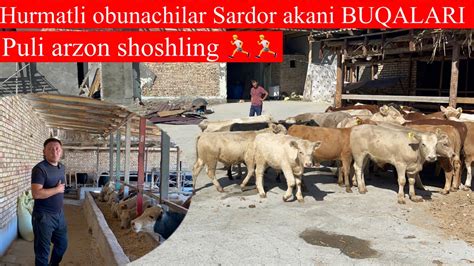 Sardor Akani Buqalari Yetib Keldi Shoshling Arzon Narxlarda Youtube