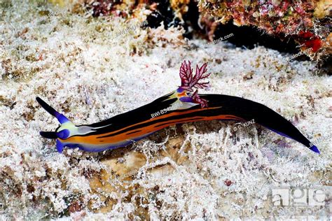 Bighorn Nembrotha Nembrotha Megalocera At Coral Reef Egypt Red Sea