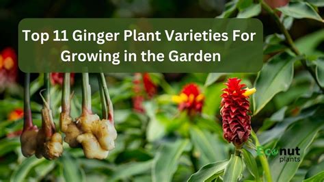 Edible Ginger Plants