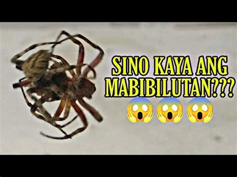 BILUTAN NA LABAN MASBATE LINE SPIDER FIGHT YouTube