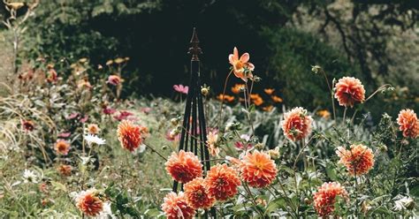 Tips Voor Dahliaplanten In Eigen Tuin Vtwonen