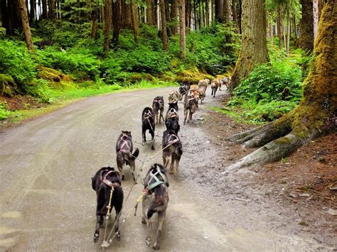 Alaska Excursions (2025) - All You Need to Know BEFORE You Go (with ...