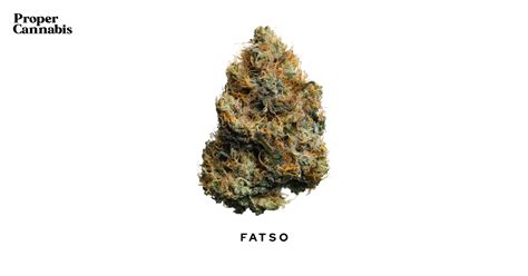 Fatso Strain Proper Cannabis