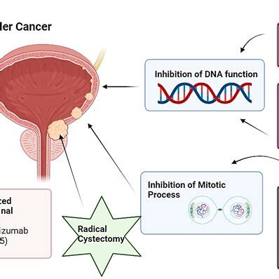 Current Treatment Options For Nmibc Created From Biorender