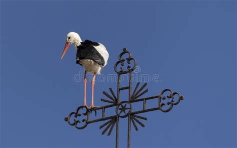 Typical White Stork Stork On Top Of Buildings Stock Image Image Of