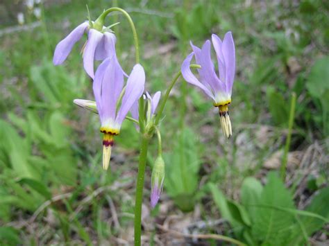 Native Plants for Conservation, Restoration and Landscaping