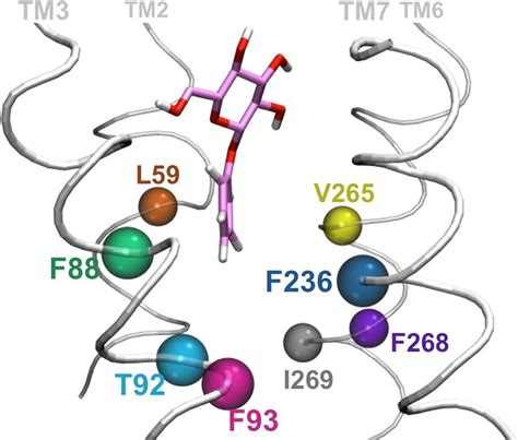 Main Amino Acids Interacting With The Ligand Aglycon Residues Shaping