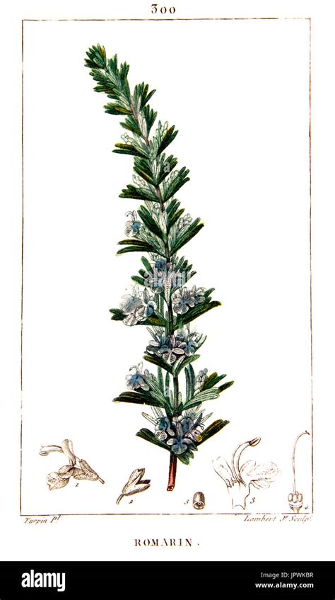 Botanical Illustrations Rosemary Hi Res Stock Photography And Images