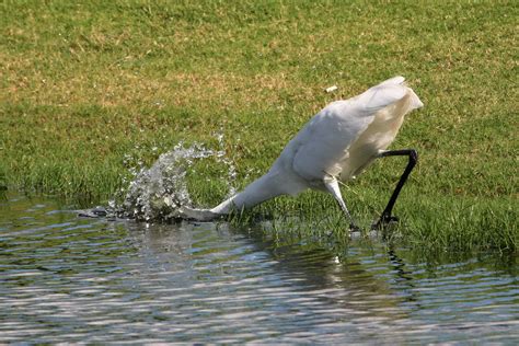 Great Egret Charles D Peters M P R Flickr