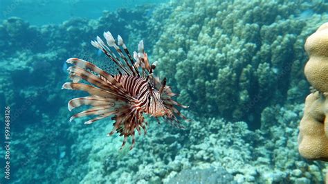 Lion Fish The Lionfish Preys On A Coral Reef Protected By Its Long