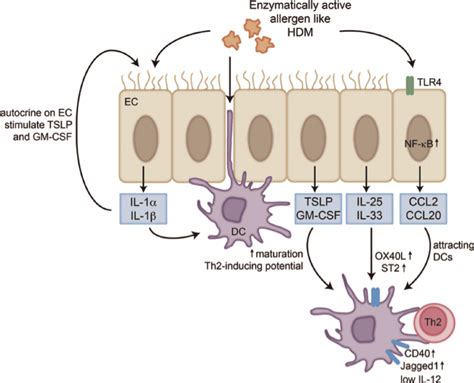 Interactions Between Airway Epithelial Cells And Dendritic Cells