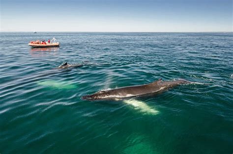 Nova Scotia Announces Launch Of Whale Sanctuary Coastal Community