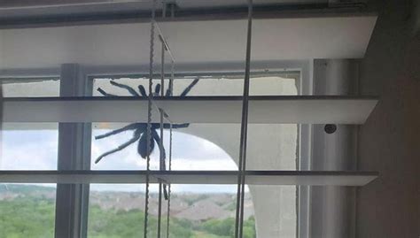 Couple Spots Giant Spider On Window ‘nope Is An Appropriate Response