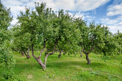 Old Apple Tree Orchard