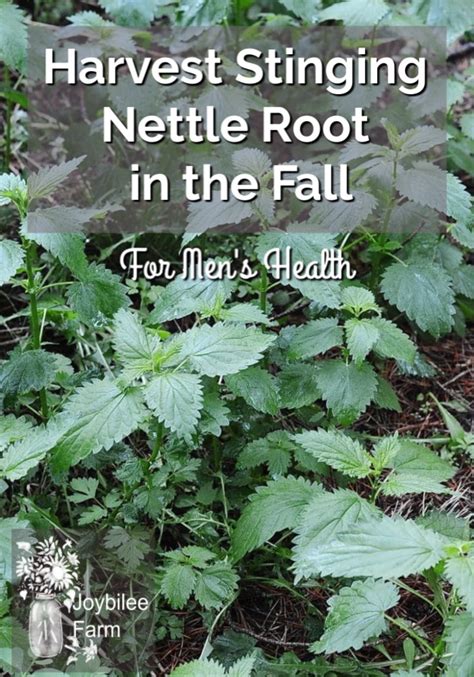 Harvest Stinging Nettle Root in the Fall for Men's Health - Joybilee ...