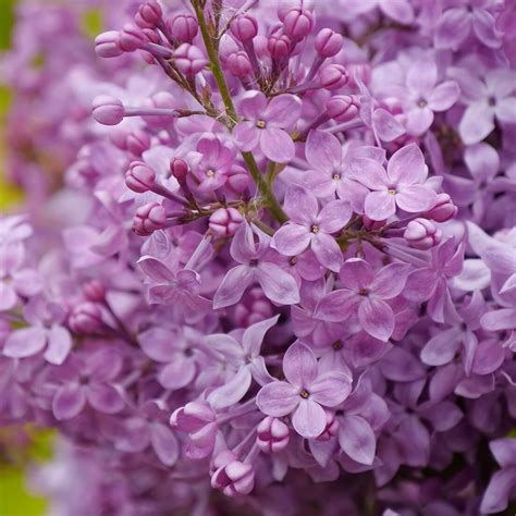 6 Fragrant Flowers for Spring - Great Garden Plants Blog