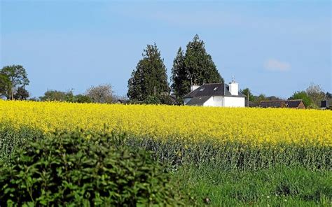 Colza Sa couleur enchante les campagnes Le Télégramme