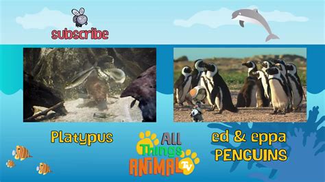 SEA ANIMALS - Animals for Kids