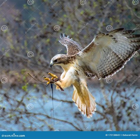 Red Tailed Hawk Flying At Raptor Show Stock Image Image Of Hawks