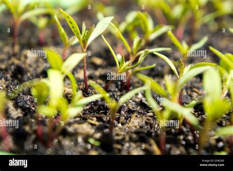 Marigold Seedlings Hi Res Stock Photography And Images Alamy