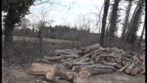 Sos Arezzo Tv Alberi Pericolosi Vicino A Linea Elettrica YouTube