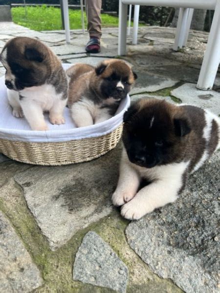 Vendita Cucciolo Akita Americano Da Privato A Torino Vendita Cuccioli