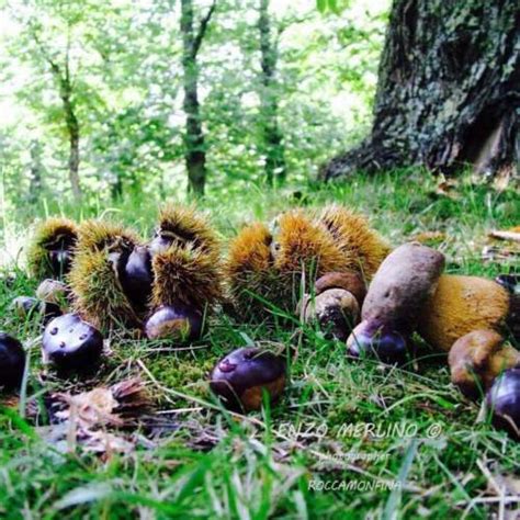 42 Sagra Di Roccamonfina Guida Turistica Di Caserta E Provincia