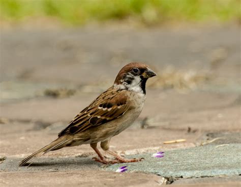 Eurasian Tree Sparrow - Owen Deutsch Photography