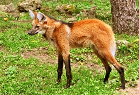 Lobo guará características habitat preservação Biologia Net