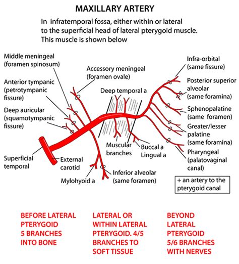 Maxillary Artery Mnemonic Epomedicine