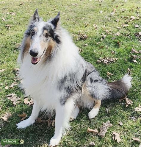 Blue Merle Rough Collie - Stud Dog in Ohio, the United States | Breed ...