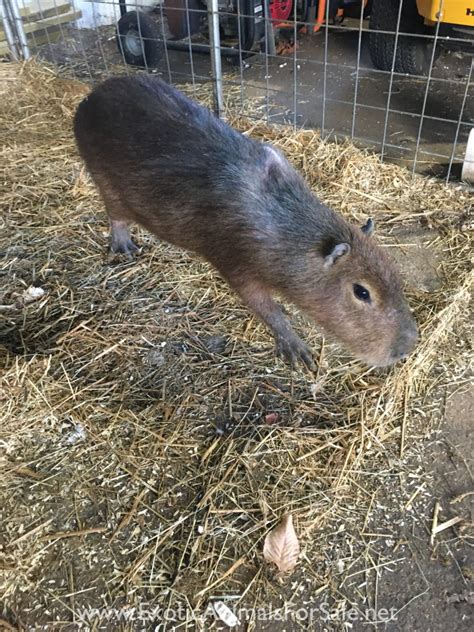 Young male capybara for Sale