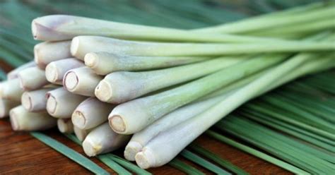 How To Grow Lemongrass At Home