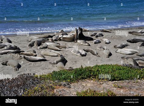 Elephant Seals, in San Simeon, California, USA Stock Photo - Alamy